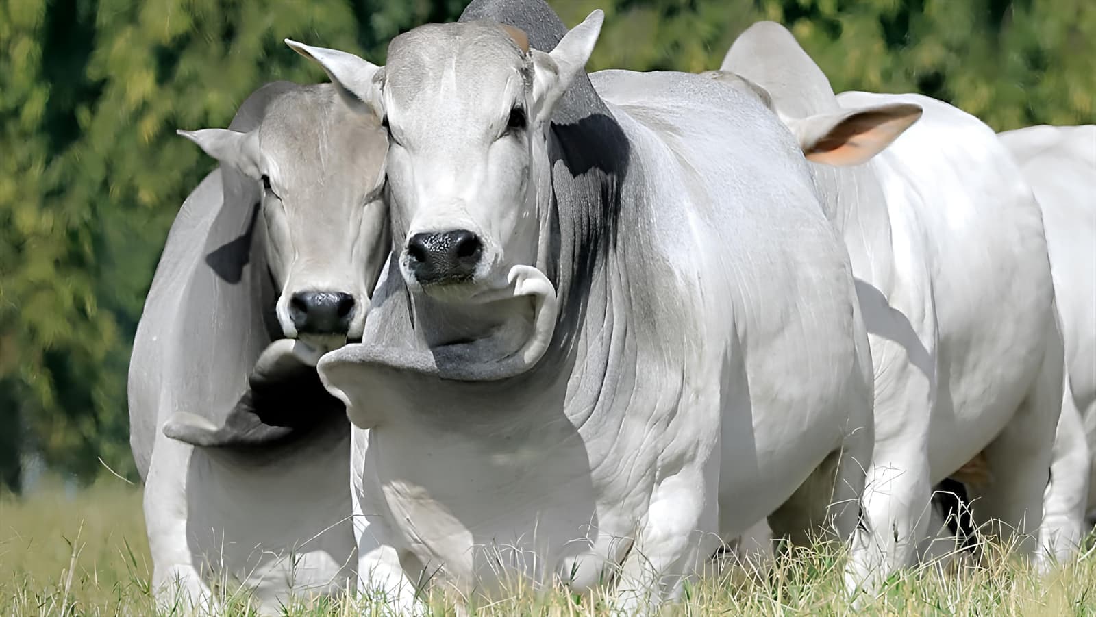Pecuaristas em uma fazenda