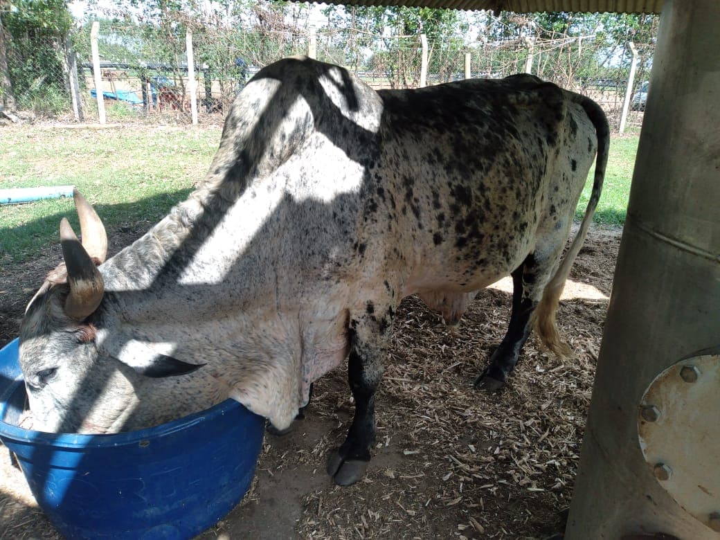 Touro gir -- 27@